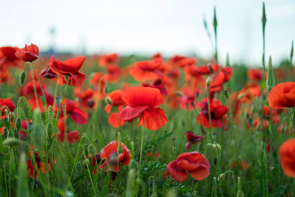 For those who leave never to return, for those who return but are never the same. We remember our heroes. #RemembranceDay