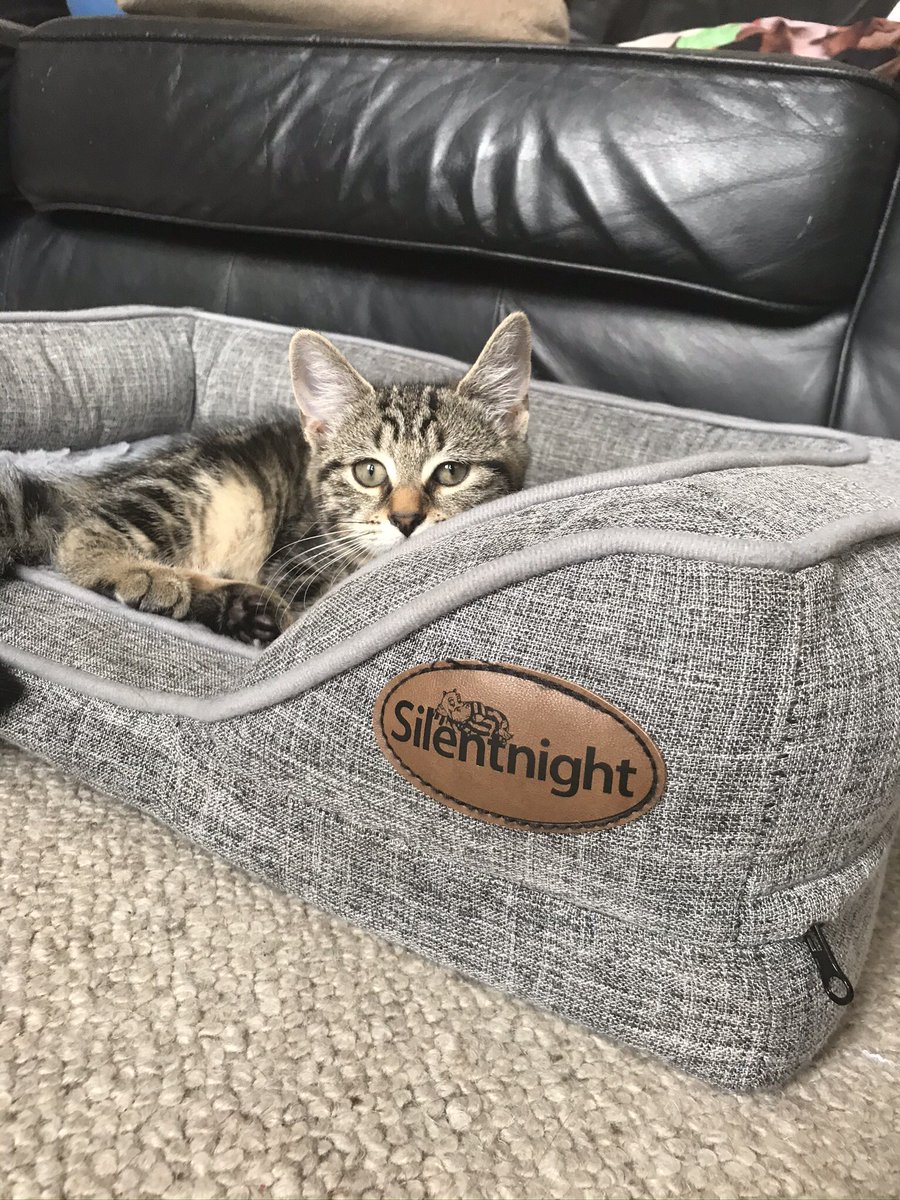 BexRedfearn's tweet photo. Everything we need (including our beloved four-legged buddies) for the perfect Silentnight sleep💤💤 at 8pm @qvcuk with the irrepressible @mecharliebrook . 
Memories of Riley’s tv debut last year❣️
#silentnight #ad #sleep #silentnightbedding #lovemybed 
@silentnightbeds https://t.co/cfM7LyH9m1