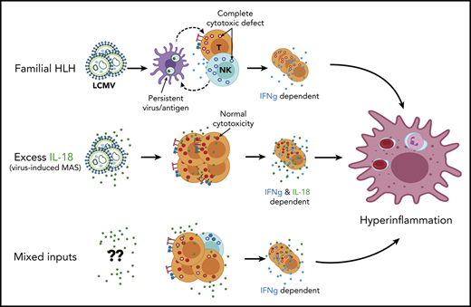 canna_lab's tweet photo. IL-18 and cytotoxic impairment are independent and synergistic causes of murine virus-induced hyperinflammation" no longer an epub from @ptsoukas &amp; @canna_lab. Thanks to Ed Behrens &amp; @BloodJournal for the editorial. https://t.co/8O0QI2iyrc https://t.co/mhylHPL4ER