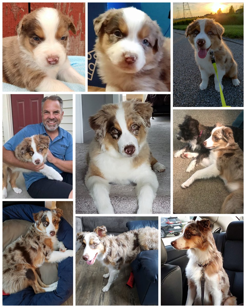 My dog Brock is now 8 months old. From left to right, here's a pic of him every month, starting with March in the upper left to November in the lower right.