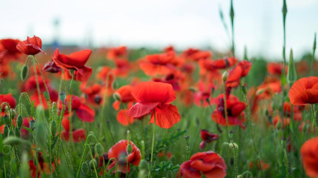 Today, tomorrow and always, we remember. #LestWeForget