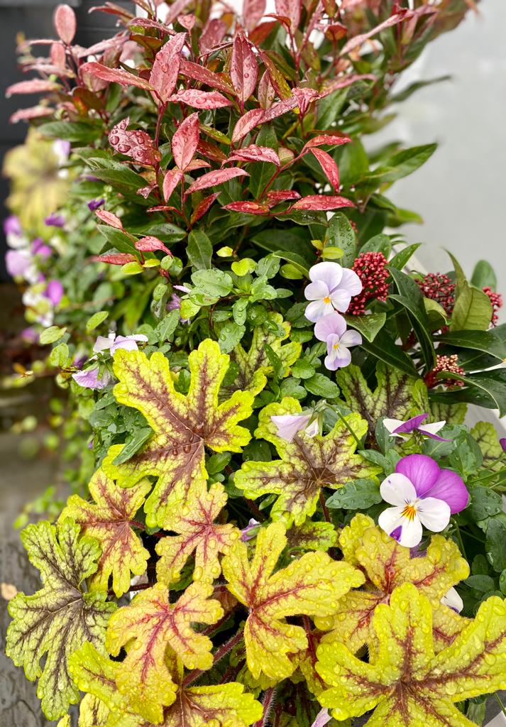 VanHage's tweet photo. 🍁AUTUMN PLANTING🍁
Autumn planting inspiration. #Heuchera (seen at the front here) available in a multitude of foliage colours. This evergreen is very hardy and has flowers in the Spring. Also seen here are #violas, red #Skimmia and a #Leucothoe at the rear.  Buy in store today! https://t.co/wU4arn7dcS