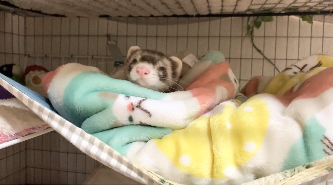 techi_kapu's tweet photo. YouTube更新しました🐼 https://t.co/J9ZBLrFFzR

#ferret #フェレット
#ペット https://t.co/vJ0eGjqeIB