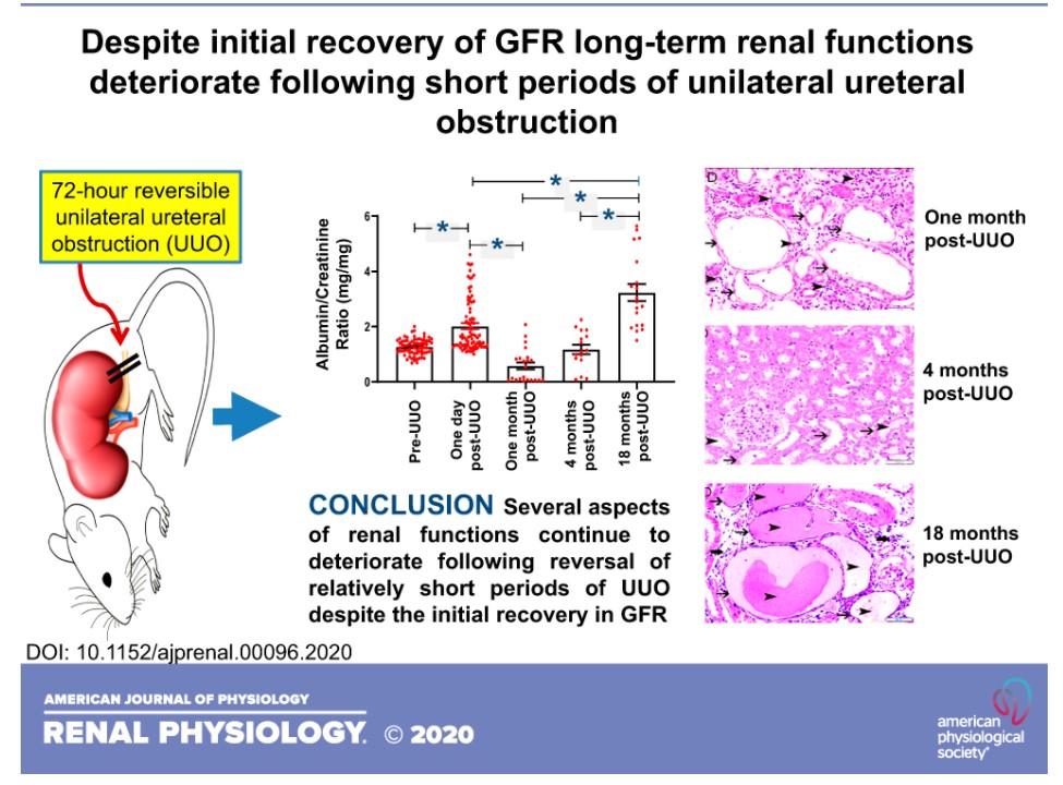 FreeArticleOfTheWeek: 'Despite initial recovery of #GFR, long-term renal functions deteriorate following short periods of unilateral #UreteralObstruction'
Fayez T. Hammad,* Suhail Al-Salam,* Waheed F. Hammad, Javed Yasin, and Loay Lubbad
ow.ly/kLfe50ChE9o
#AJPRenal