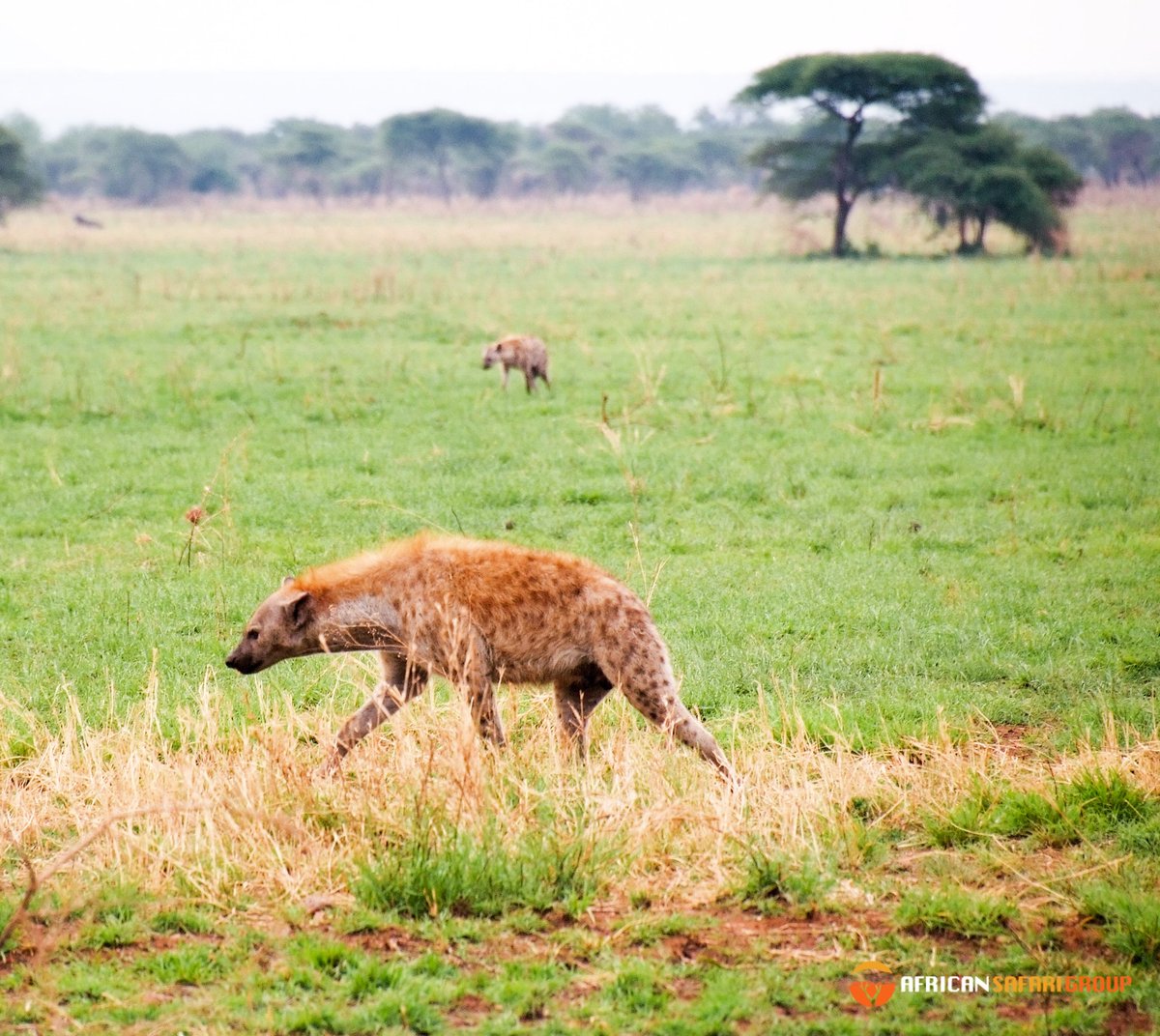 African Safari Group tweet media