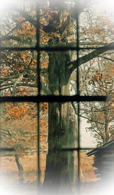 rorob543's tweet photo. Raindrops splash the glass
Leaves falling from the old oak
Carpet of colors #NaturePhotography #mykitchenwindow #haiku
#getoutside https://t.co/FHCyWb8P2e