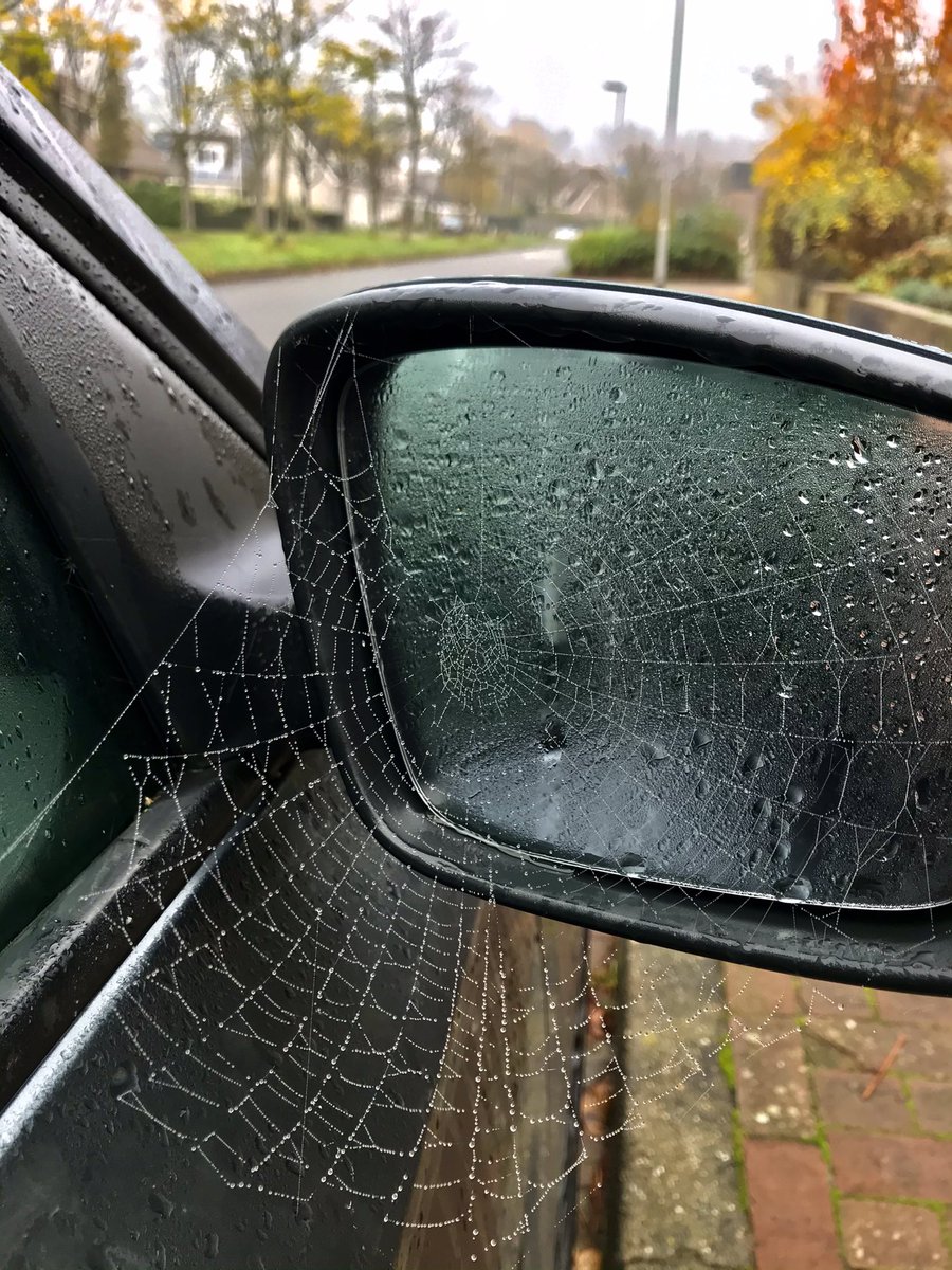 helgavanleur's tweet photo. #herfst #dauw #spinrag 

📷 @goesegezant1 https://t.co/LwpMnt2L7N