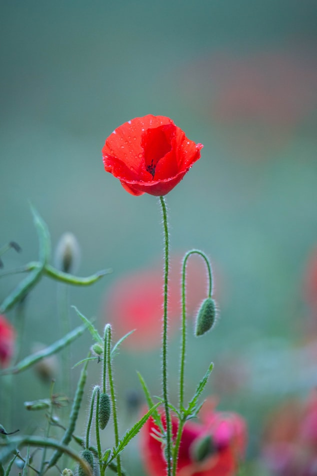 EuropeanQF's tweet photo. Lest We Forget...
Today we remember with thankfulness...
.
.
.
#lestweforget #rememberanceday2020 #rememberingwiththankfulness #thankful #freedom #remeberingthefallen #canada #europeanqualityfoods https://t.co/PsmIoMWob0