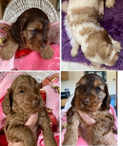 cheshirepolice's tweet photo. Fourteen four-week old puppies have been stolen from an address in Northwich. We’re appealing for information. More details here: https://t.co/Yu4cWdL1ai https://t.co/8eRp3w5Lsn