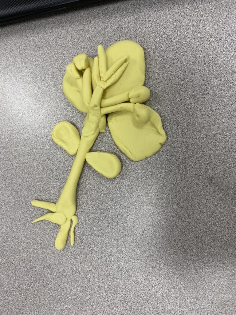 with_alexander's tweet photo. Making parts of a flower/plant with play-dough today with 6th grade agriculture! #teachag #mcmsag #agwmsa https://t.co/XLVNGVdxsJ