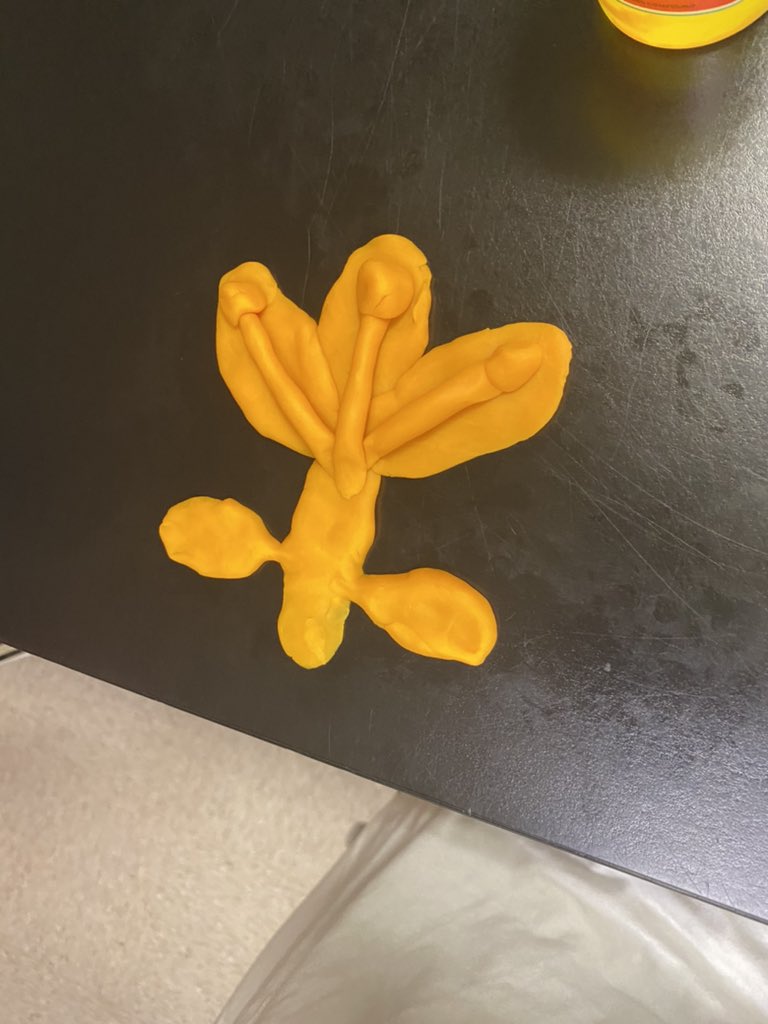 with_alexander's tweet photo. Making parts of a flower/plant with play-dough today with 6th grade agriculture! #teachag #mcmsag #agwmsa https://t.co/XLVNGVdxsJ