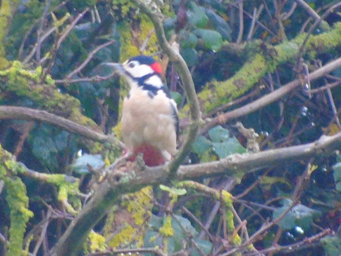 FerryBirder's tweet photo. A pleasant day on #mypatch. #GSWoodpecker upset the #LOwl by flying into its tree. Plenty of #Stonchat around. All the usual birds. A few #Greenfinch  along west hedge but very flighty...nice to see them. A #MarshHarrier caught me off guard at close quarters.Lots of small birds. https://t.co/OHHDVdpQxz