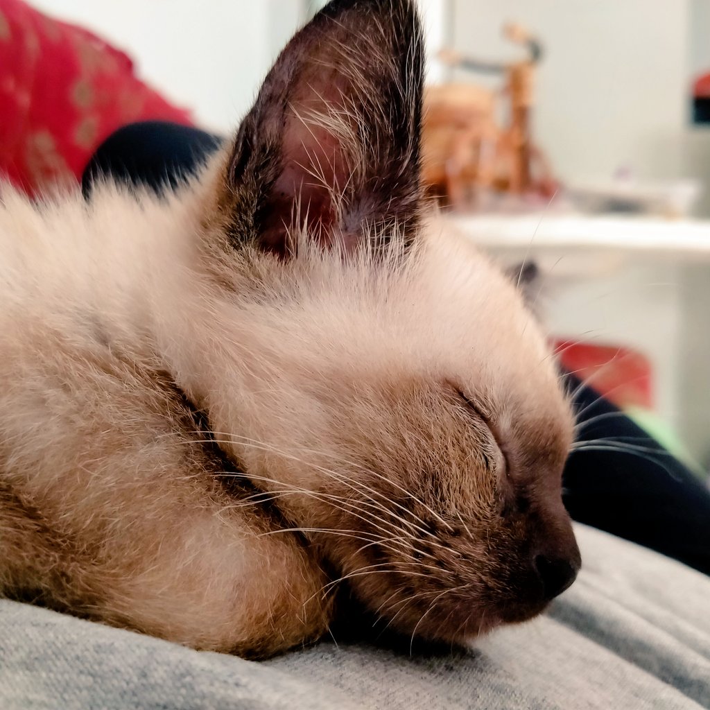 ritz_yogi's tweet photo. My baby "Fondant" https://t.co/W6KXR2EHi9