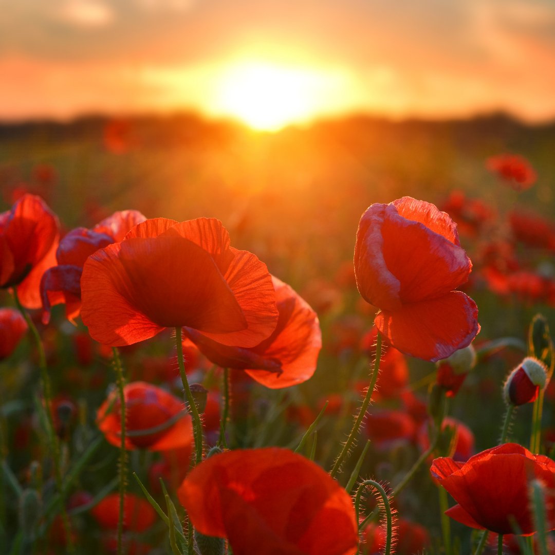 Rocket_mktg's tweet photo. Thank you to the many men and women who fought and who continue to fight and stand tall for our country. If you know a veteran or an active service member, be sure to reach out today to let them know how much they are appreciated. #RemembranceDay https://t.co/LklHD84gIh