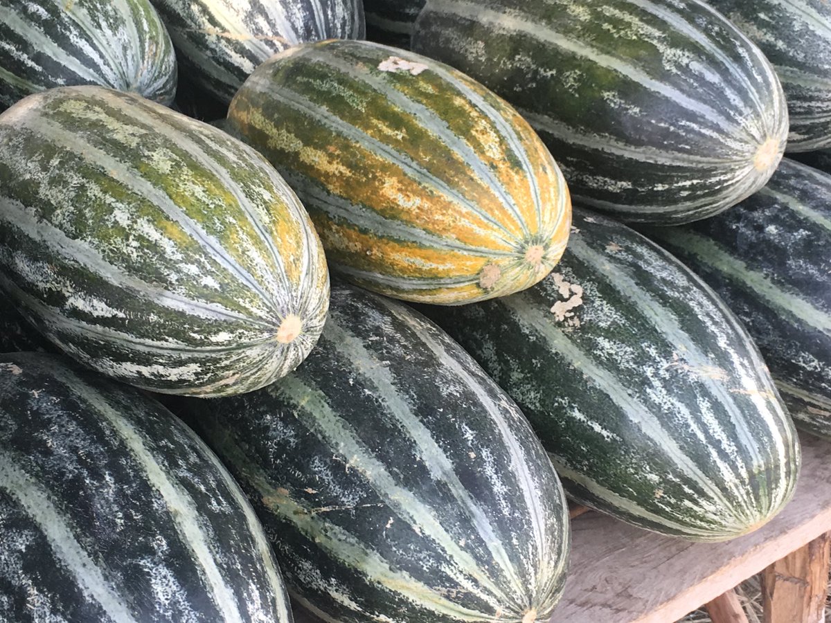 Navbahor's tweet photo. Uzbekistan: Over $20.3 mln/52,000 tons of melon export in 2020 so far.  Mainly to Russia, Kazakhstan, Kyrgyzstan, Ukraine, and Latvia. Featured ones here are the products of Namangan. https://t.co/Yptc488lo9