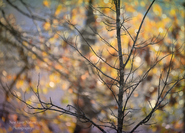 43+ Bokeh Nosensir Background