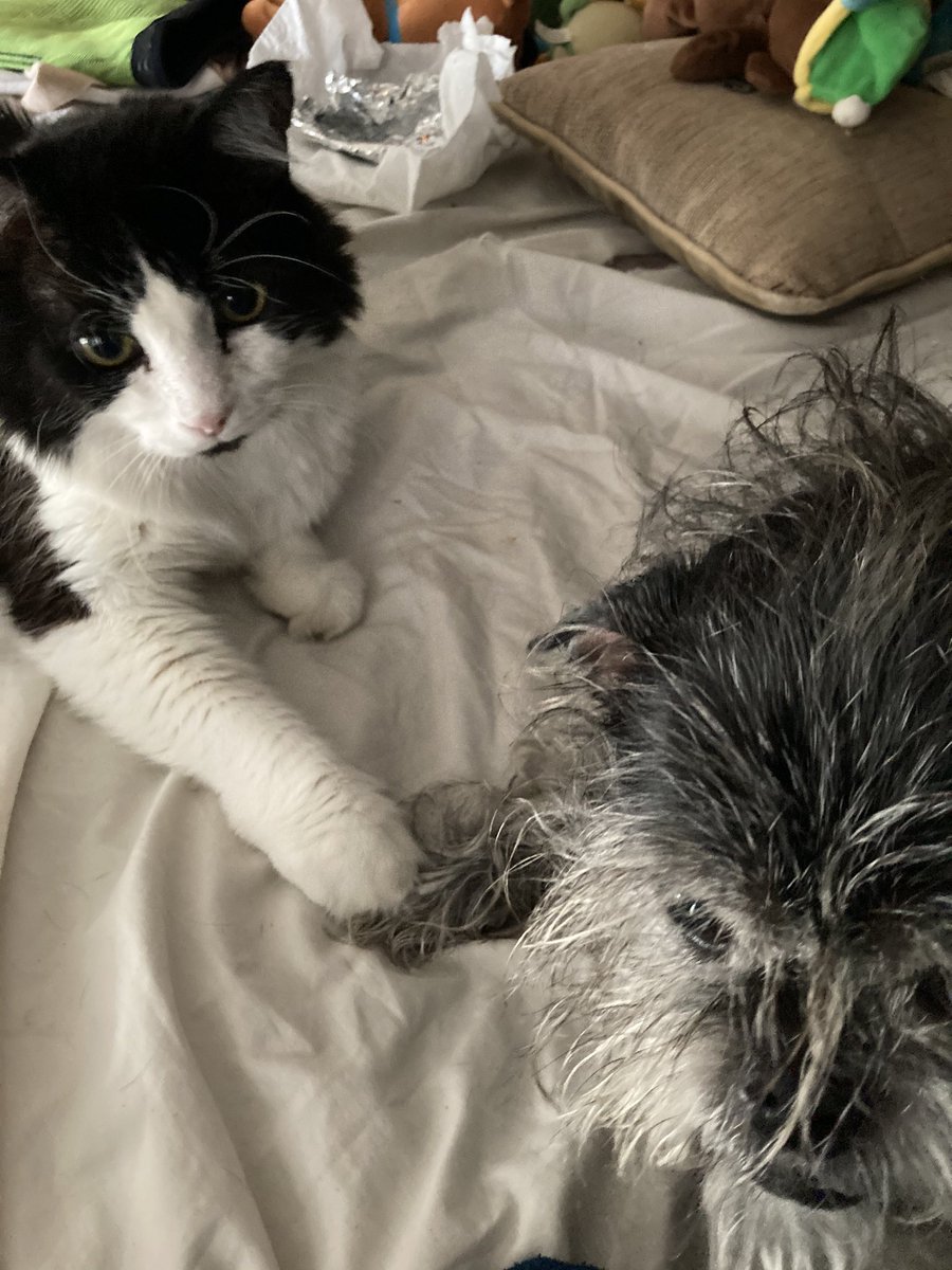 Kazwhitehead1's tweet photo. #Aaaaaw don’t worry #Munkey
I will hold yer #hand while you have ear drops  
Says #JackKat. #f2b #different #animals #BestFriends4Life https://t.co/sI0AbiOCSf