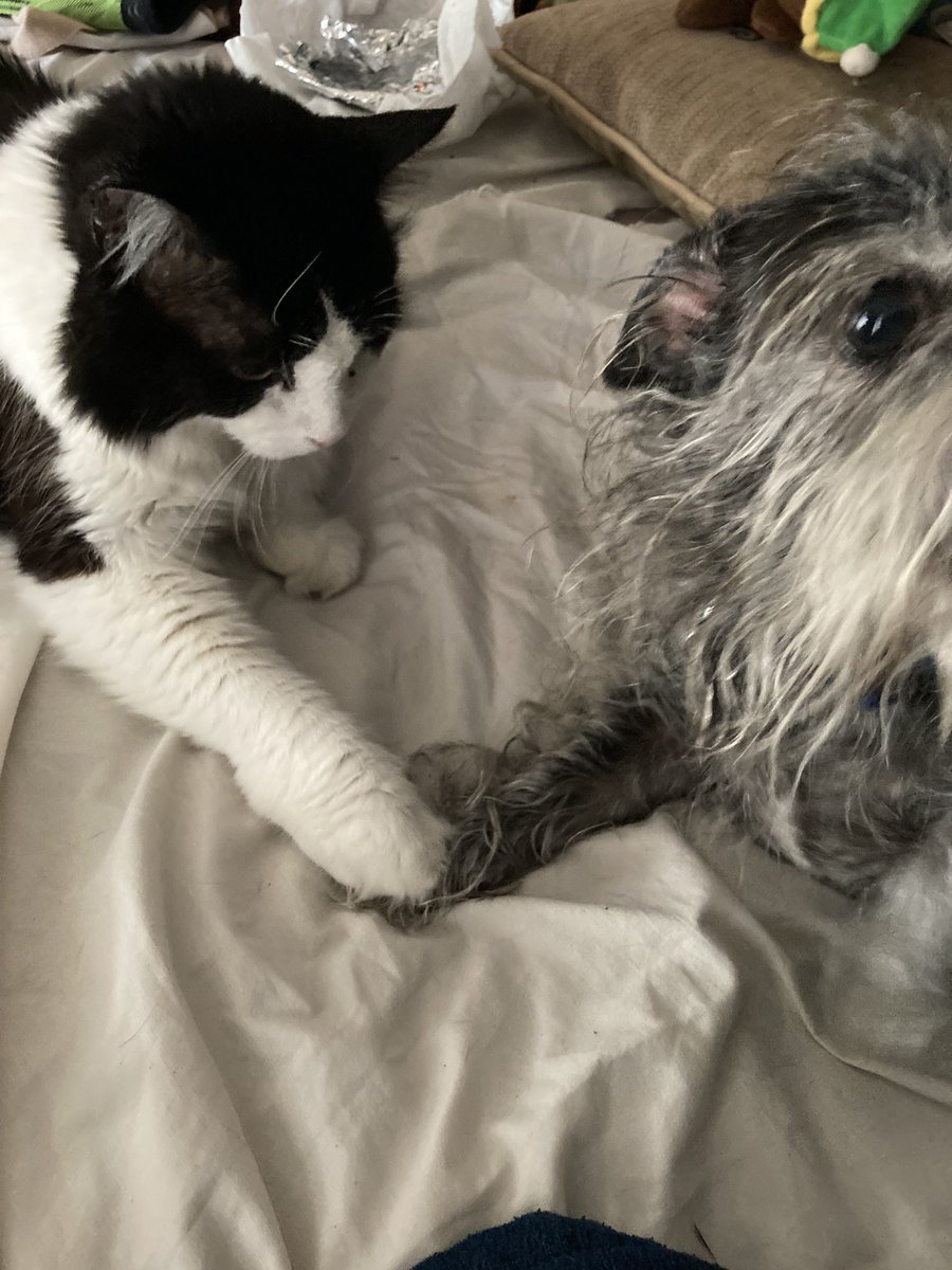Kazwhitehead1's tweet photo. #Aaaaaw don’t worry #Munkey
I will hold yer #hand while you have ear drops  
Says #JackKat. #f2b #different #animals #BestFriends4Life https://t.co/sI0AbiOCSf