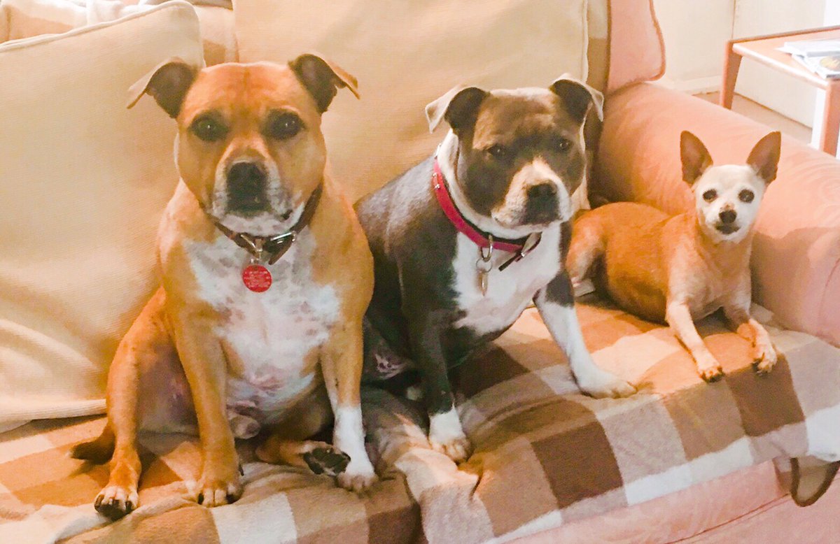 MerlynStaffie's tweet photo. There were 3 on the sofa &amp; the little one said ...
I may be small but I can boss you 2 staffies around ...&amp; she did 🐾🥰

#minpin #threerescued #wednesdaythought #dogfamily https://t.co/sxOGtY6Sln