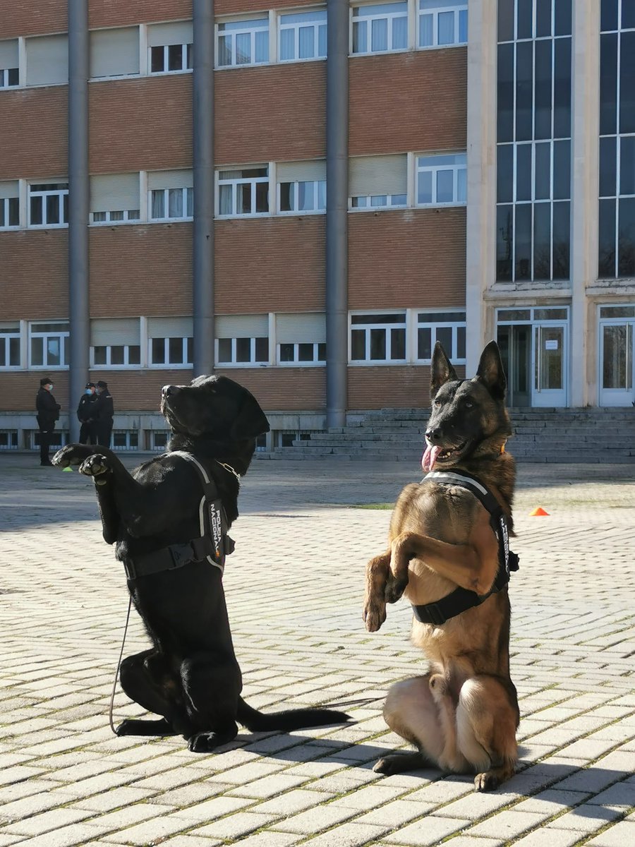 policia's tweet image. El ministro del Interior ha condecorado a seis canes de la Unidad de Guías Caninos de @policia 👏👏👏👏👏

Nuestra enhorabuena a Ginger, Yuko, Alva, Neo, Bull y nuestro perro-GEO Elko de Parayas 

¡Qué haríamos sin vuestra ayuda perruna🐶💙!

#WeLoveAnimals