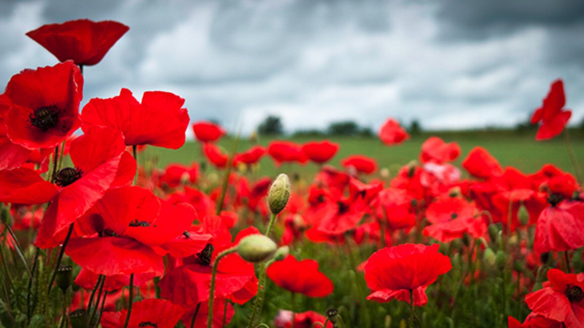 Every November 11th in #Canada, at 11am, it's important that we pause to remember the sacrifices that our #Veterans made so we can enjoy the freedoms we have today... 

#RemembranceDay2020   
#RemembranceDay  
#CanadaRemembers  
#LestWeForget    
#GetYourPoppy   
#InFlandersField