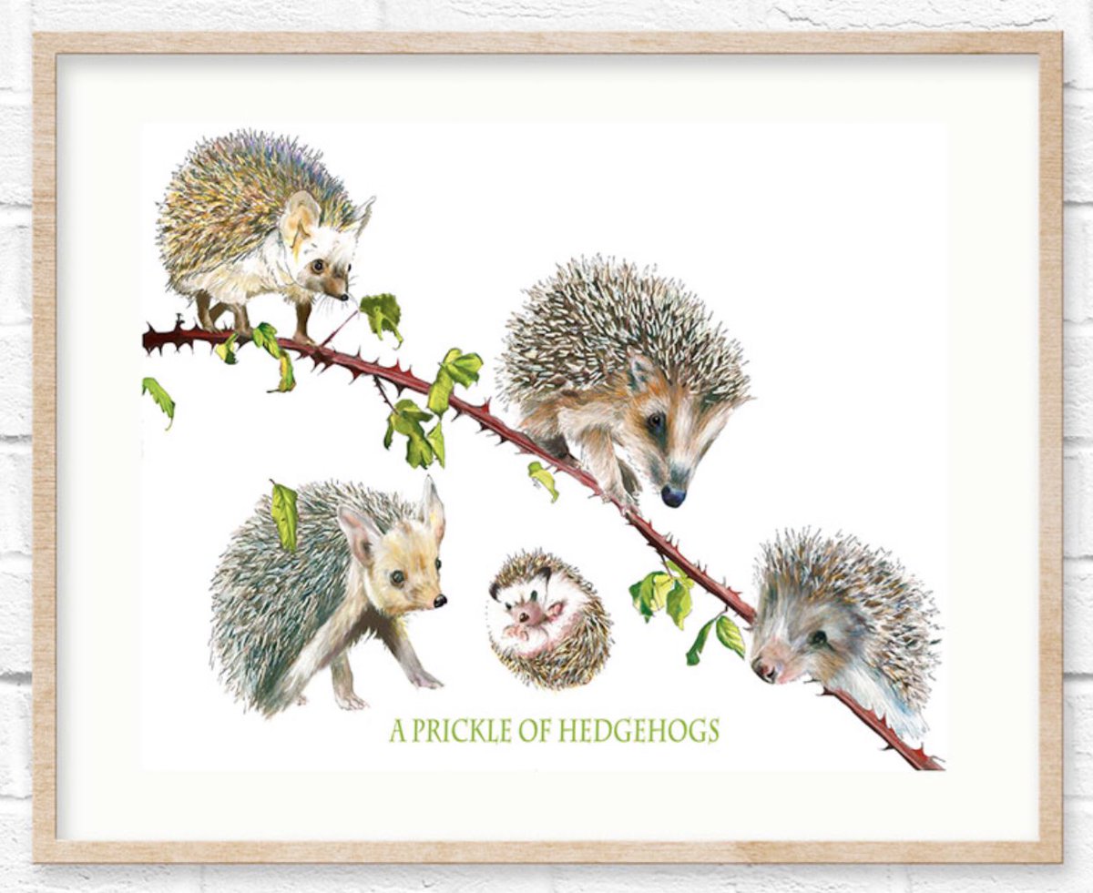 Don’t forget... Offer ends this Sunday. 
Type XMAS20 at checkout for 10% discount. Click this link..... sarahgregorydesigns.co.uk

#collectivenounsarefun #prickleofhedgehogs #watercolourpainting #staffordshireartists