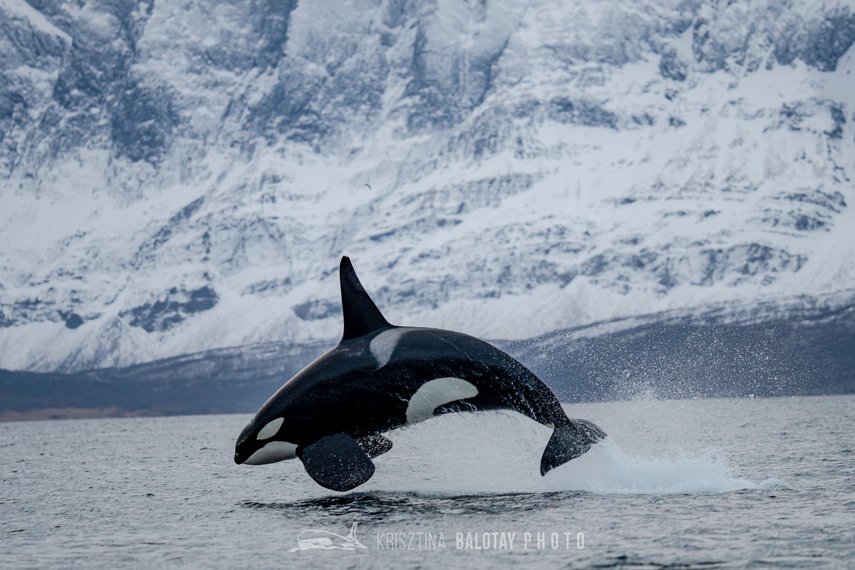 MC_org's tweet photo. This incredible shot was taken in Skjervøy, Norway, today - November 11th. Photographer Krisztina Balotay captured the moment when a 7-8 ton #orca breached out of the water without any effort. Simply breathtaking!

#killerwhales #whales #Skjervøy #norway https://t.co/wzdtzdAdoG
