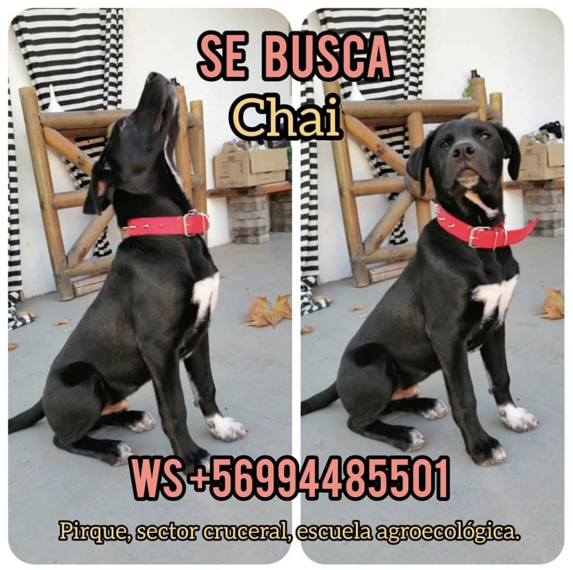 macramonte's tweet photo. @RADIO_PIRQUE Por favor difundir ...🙏😭😭😭 https://t.co/cGJcahb6DV