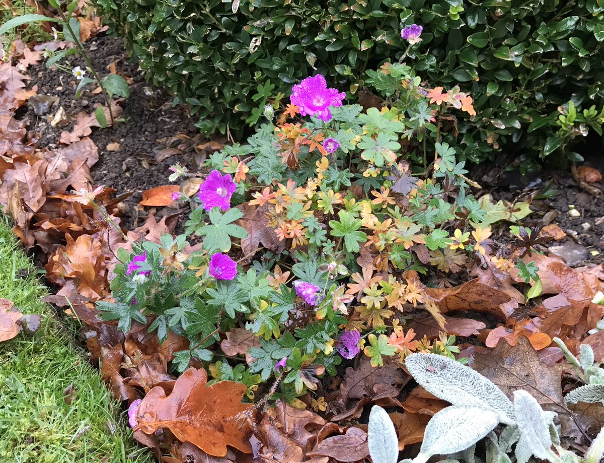 Rectory_Garden's tweet photo. A good dry morning for another of many useful #GardenLockdownJobs #leafclearing from the borders in a client’s garden this morning #healthybiome #nodigflowergarden #geraniumsanguineum #autumnleaves https://t.co/F7PJtee6mo