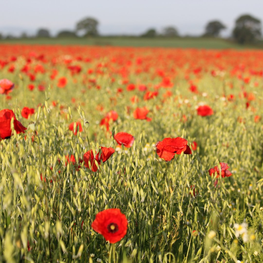 mrfs_av's tweet photo. "When you go home, tell them of us and say, for their tomorrow we gave our today."

#RemembranceDay https://t.co/C27XEIQiAO