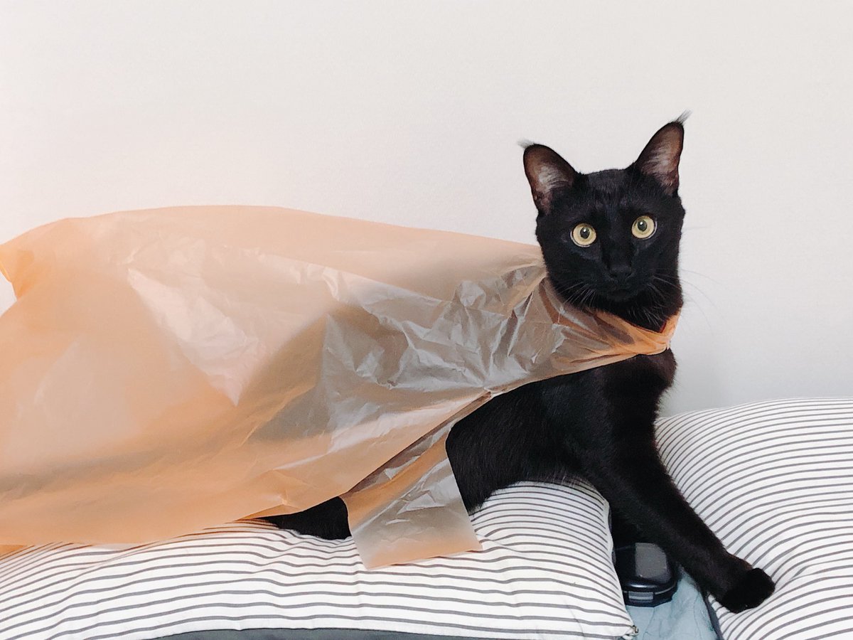 새치 (@koostav) on Twitter photo 