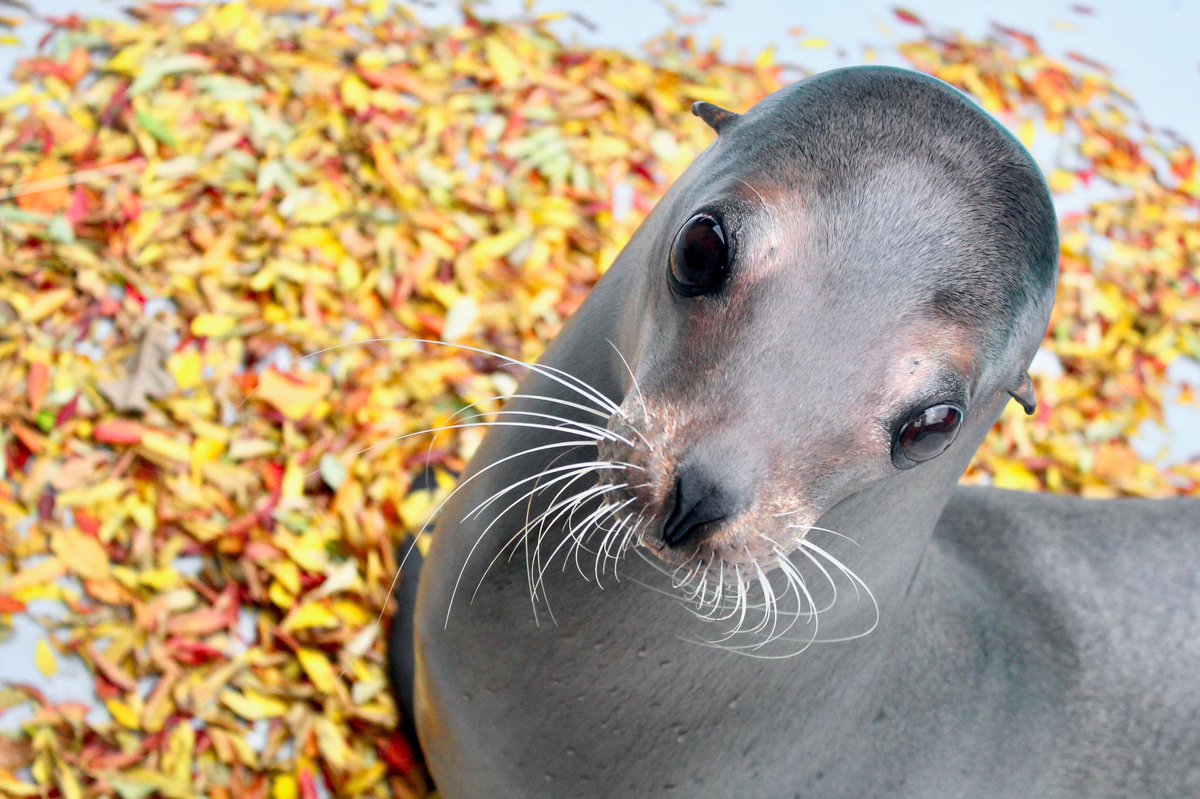 okczoo's tweet photo. Need to smile? Leaf it to Liberty and Piper 🍁🍂❤️

📸: Jordan Neal, #okczoo marine mammal trainer https://t.co/8ngA2xeSbh