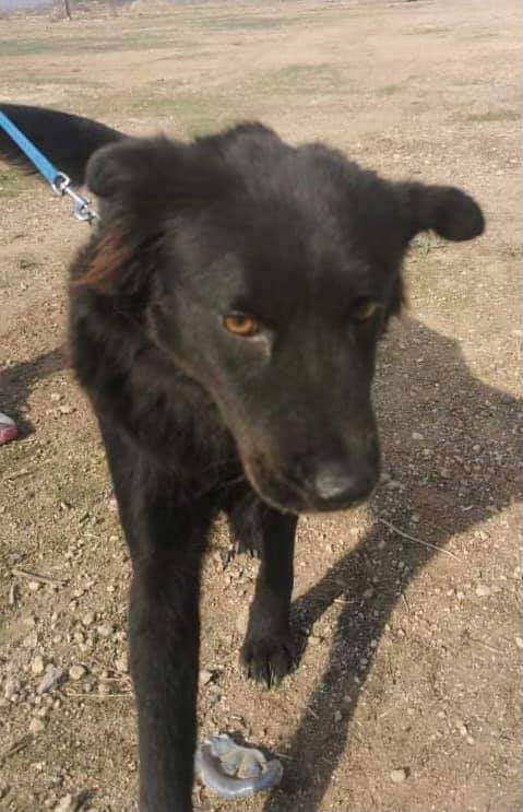 HelpForDogs1's tweet photo. AVAILABLE FOR ADOPTION - CHLOE - a 3 year old Chow Cross and and absolute sweetheart. Her sister is about to go to her forever home, we don't want Chloe to be left behind. 

She is keen to learn and will need some general training. She's fully grown and weighs 19kg💕 https://t.co/RUCkG2EIIr