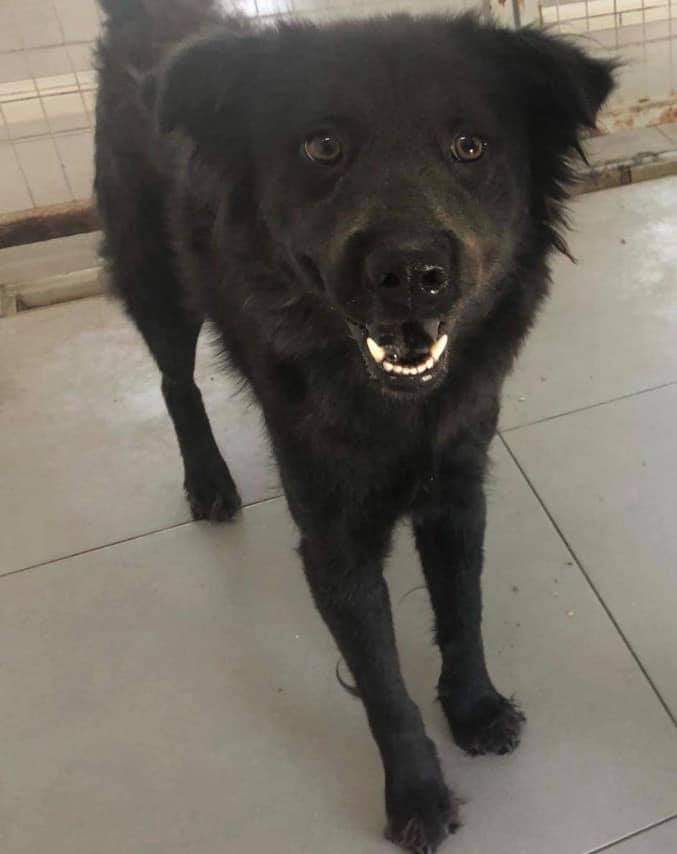 HelpForDogs1's tweet photo. AVAILABLE FOR ADOPTION - CHLOE - a 3 year old Chow Cross and and absolute sweetheart. Her sister is about to go to her forever home, we don't want Chloe to be left behind. 

She is keen to learn and will need some general training. She's fully grown and weighs 19kg💕 https://t.co/RUCkG2EIIr