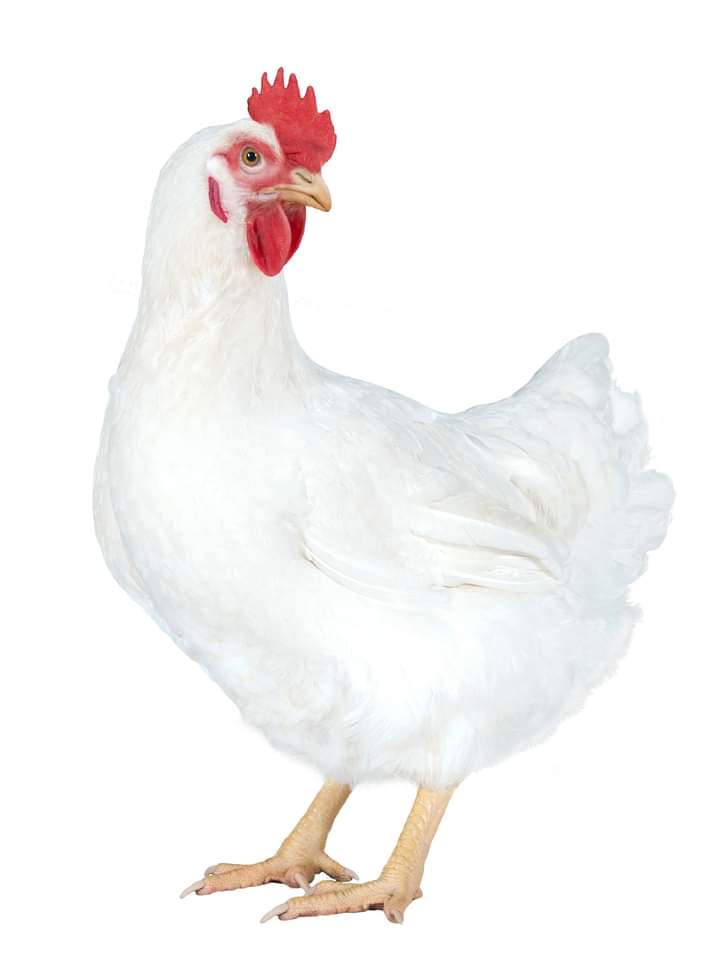 OmegaOrganic's tweet photo. Your one stop shop for all organic chicken and chicken products.
#organic #chicken #agriculture https://t.co/pG0Tuy2sj8