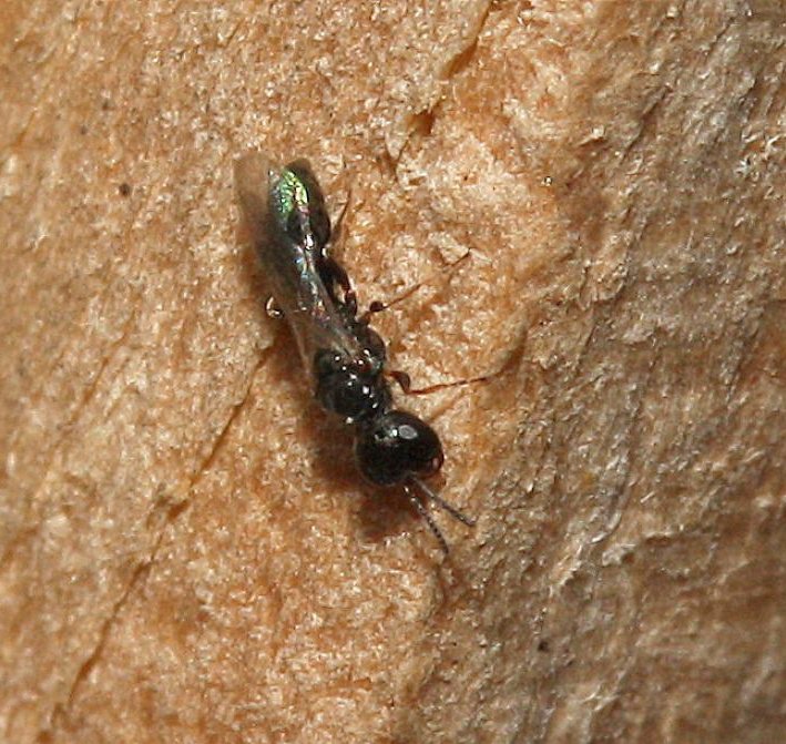 Liam_M_Crowley's tweet photo. #waspoftheweek no. 46 is Spilomena troglodytes. This Genus contains the smallest aculeate wasps in the UK, which hunt equally tiny prey - nymphs of thrips (Thysanoptera)! It nests in tiny cavities, such a thatch or old wood-worm holes.
#wasplove #waspwednesday
Photo: Nick Owens https://t.co/y4JkJR8bO0