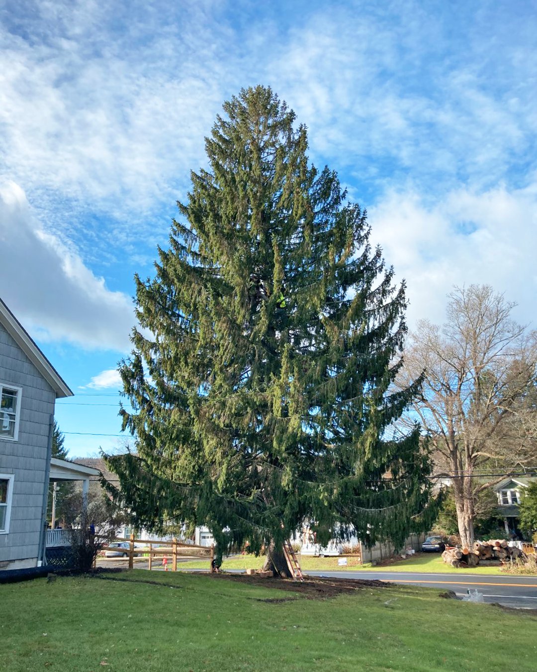 Rockefeller Center On Twitter Say Hello To The 2020 Rockefeller Center Christmas Tree Hailing From Oneonta Ny This Norway Spruce Will Arrive At Rockefeller Center This Saturday November 14 To Kick Off