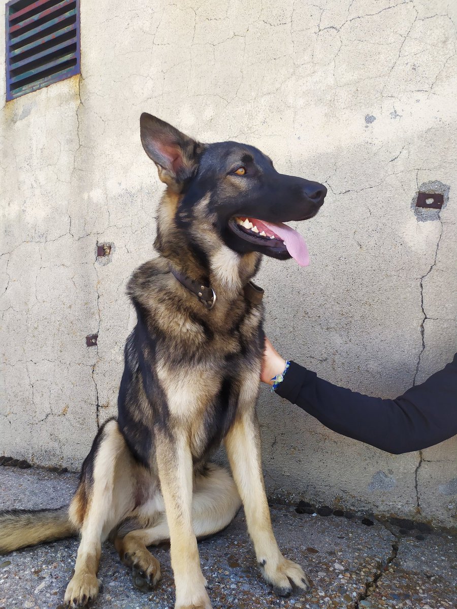 Saraa_diiaz14's tweet photo. AYUDADME A DIFUNDIR PORFI❗❗🥺 se ha perdido mi perrito en Malpartida de Plasencia, Extremadura. Se llama Roco, tiene un collar marrón y no levanta una oreja. Lleva desde ayer sin comer 😭 si alguien sabe algo que me avise por favor. Gracias😭💖 https://t.co/GtMHWP5wgY