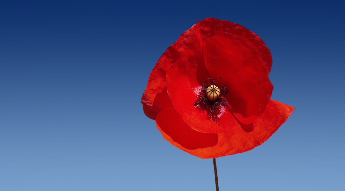 PPINewsroom's tweet image. 2020 has been a challenging year. Today more than ever, it’s important to take the time to reflect on and honour the many Canadian men and women who fought for our freedoms and values. Thank you for your service. We remember. #RemembranceDay2020