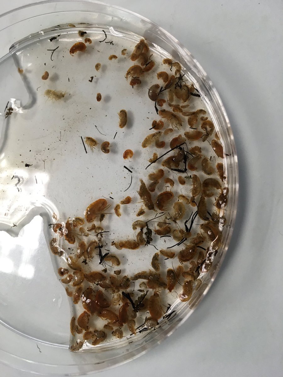 jessica_minett's tweet photo. How many #amphipods do you think there are in this sample??#AllTheAmphipods #SoManyAmphipods #InvertebrateSampling #inverts #freshwater #FalklandIslands #SIA #StableIsotopes #TroutPhD @SAERI_FI @csar_ace @swanscience https://t.co/Ta43BwQQvQ