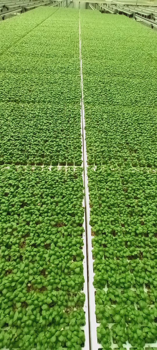 Kilimo Biashara tweet media