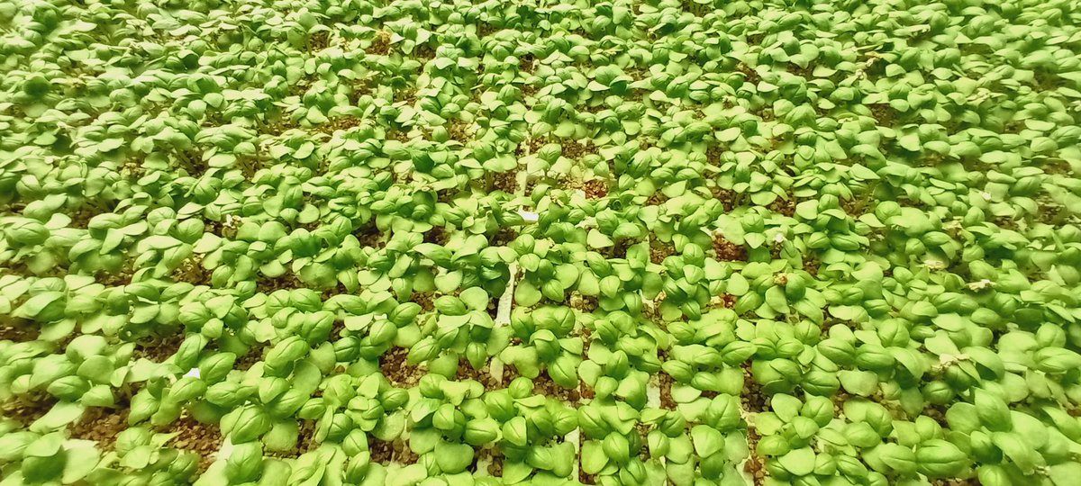 Kilimo Biashara tweet media