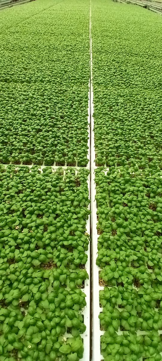 Kilimo Biashara tweet media