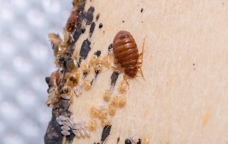 parkwaybugs's tweet image. Are bed bugs biting? Home remedies not working? Stop wasting your time, money, and sleep when you can get a guaranteed solution by picking up the phone. #onecallaway #bedbugfreehome #bedbugcontrol bit.ly/35kt12a