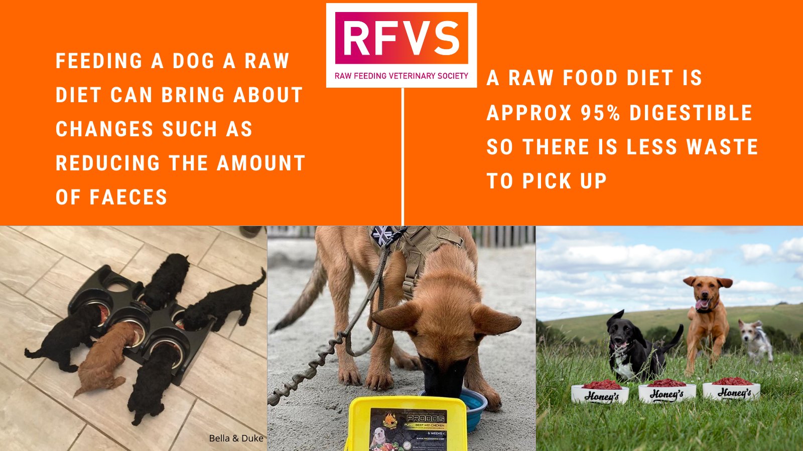 Raw feeding veterinary best sale society