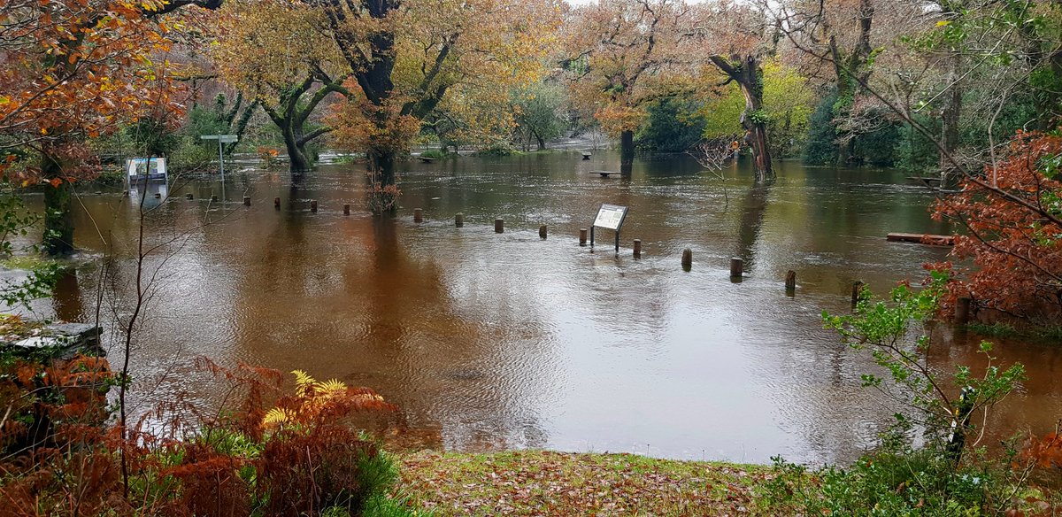 Glengarriff Woods NR tweet media
