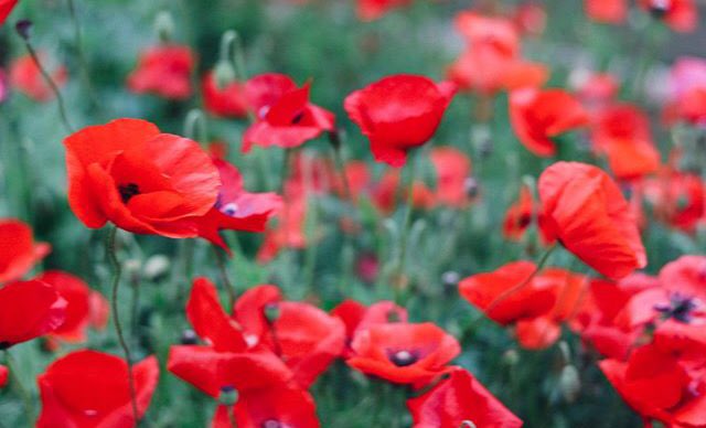 Lest we forget. #CanadaRemembers