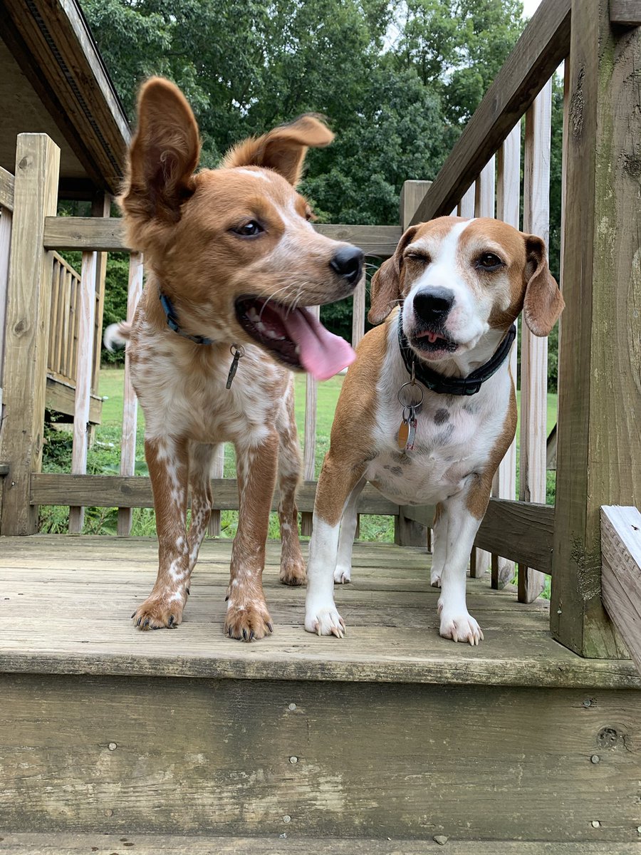Meet my bro, Caliber, TODAY!  We are in the office until 2PM!  Come see us at Suites on Maple East, G59!  Come in the dry and get some pup-lovin’!  ⁦<a href="/IUPedu/">Indiana University of Pennsylvania</a>⁩ ⁦<a href="/IUPOHRLD/">IUP Housing</a>⁩ ⁦<a href="/IUPATOD/">IUPATOD</a>⁩ @iuphaven