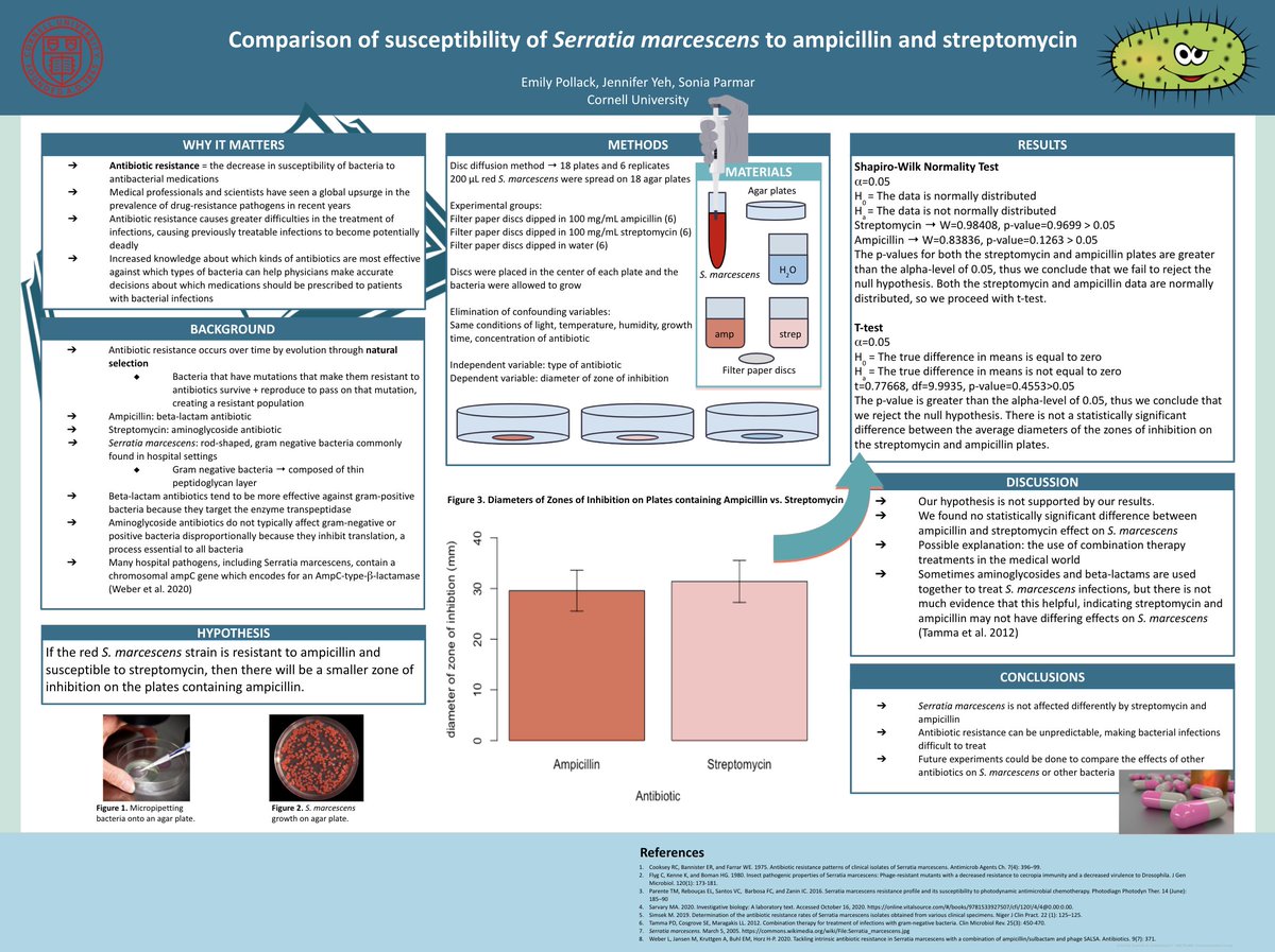 soniaparmr's tweet photo. Experiment: Comparing S. marcescens Susceptibility to Ampicillin and Streptomycin Antibiotics

Hypothesis: S. marcescens will be more susceptible to streptomycin than ampicillin, exhibiting a larger zone of inhibition 

#AntibioticResistance #CUinTheLab [1/3] https://t.co/NVfIwsSOeN