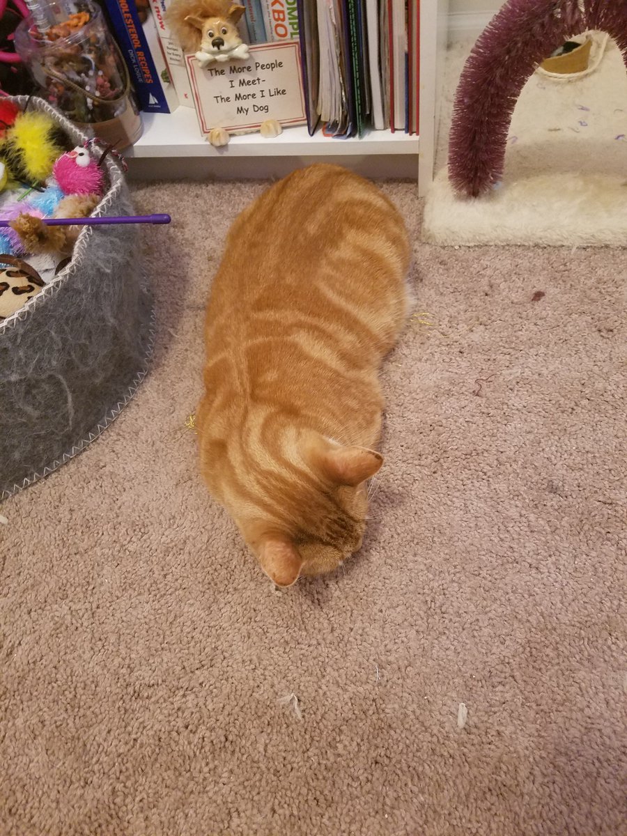 MelindaAley's tweet photo. My TA is not setting a good example for my students. #CatsOfTwitter #phdlife #onlineteaching #AcademicChatter #AcademicTwitter #supportkitty https://t.co/OHyBZKa9Uo